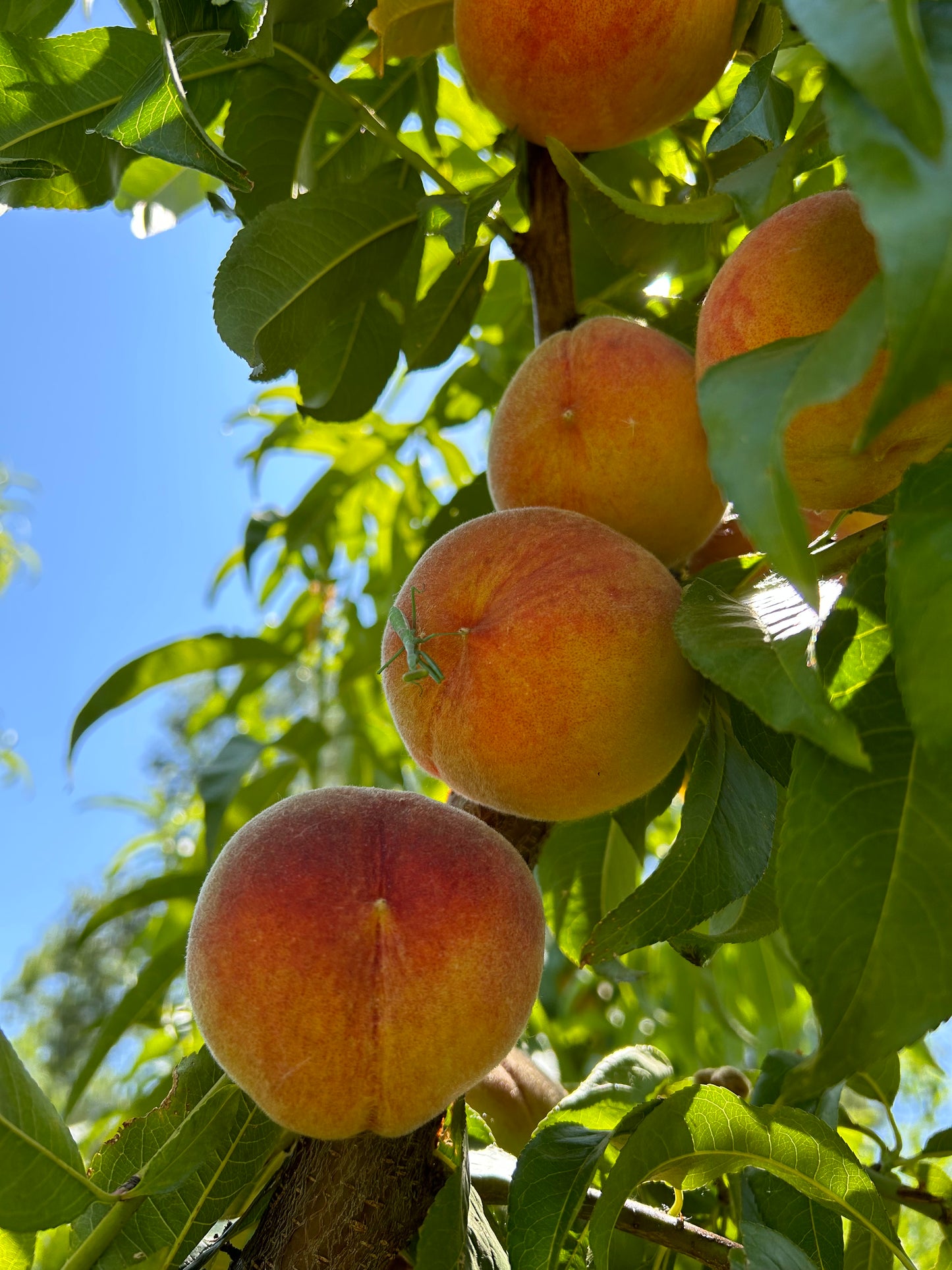 Ripe peaches included in Silver Leaf Farms Habanero Fermented Hot Sauce