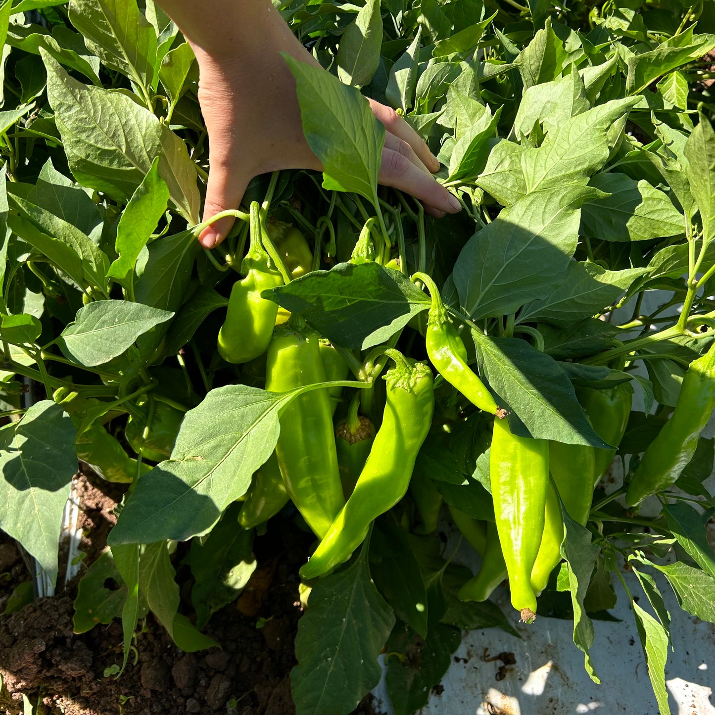 Ripe green chile peppers used in Silver Leaf Farms Green Chile Peach Jam