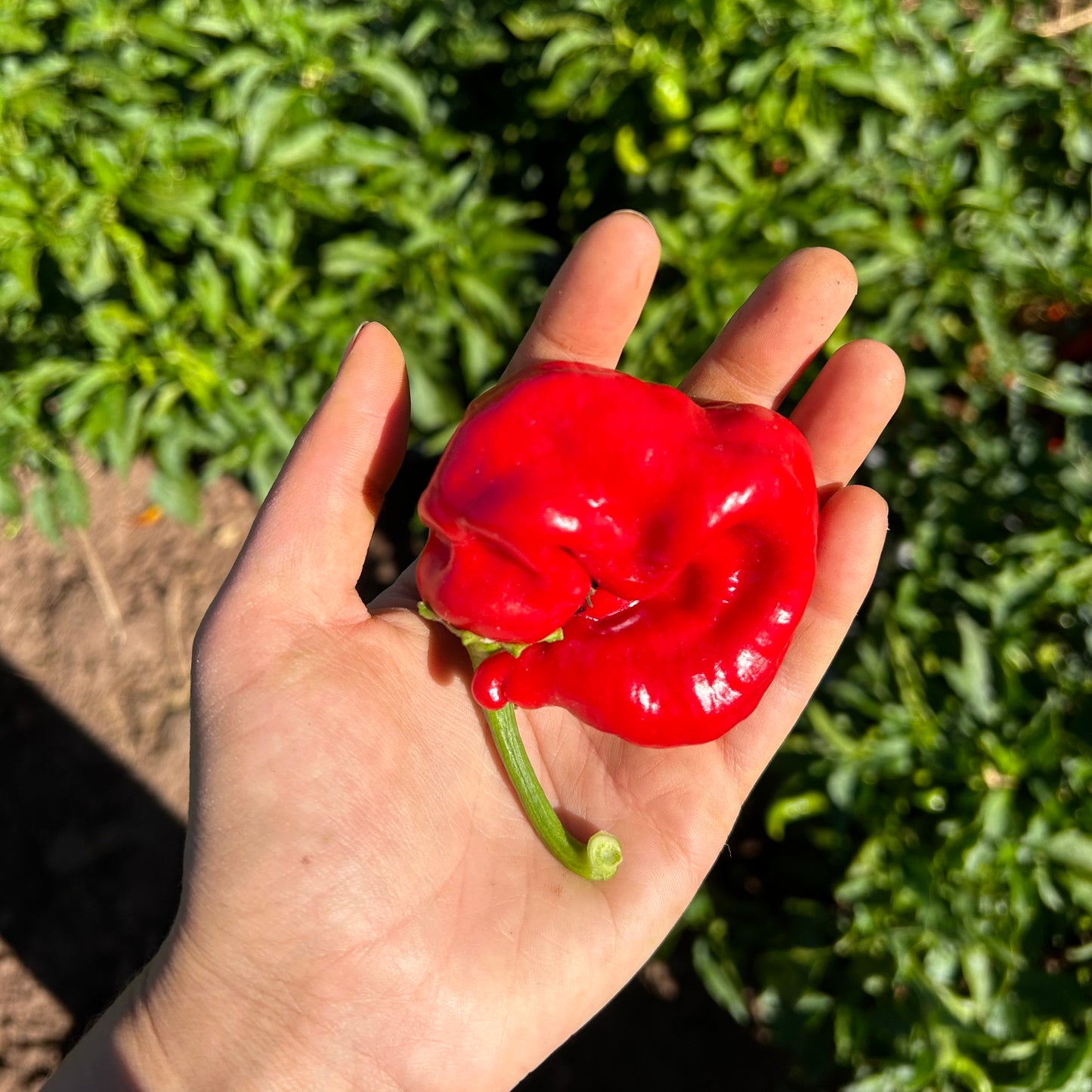 Local cayenne pepper in the field from Silver Leaf Farms