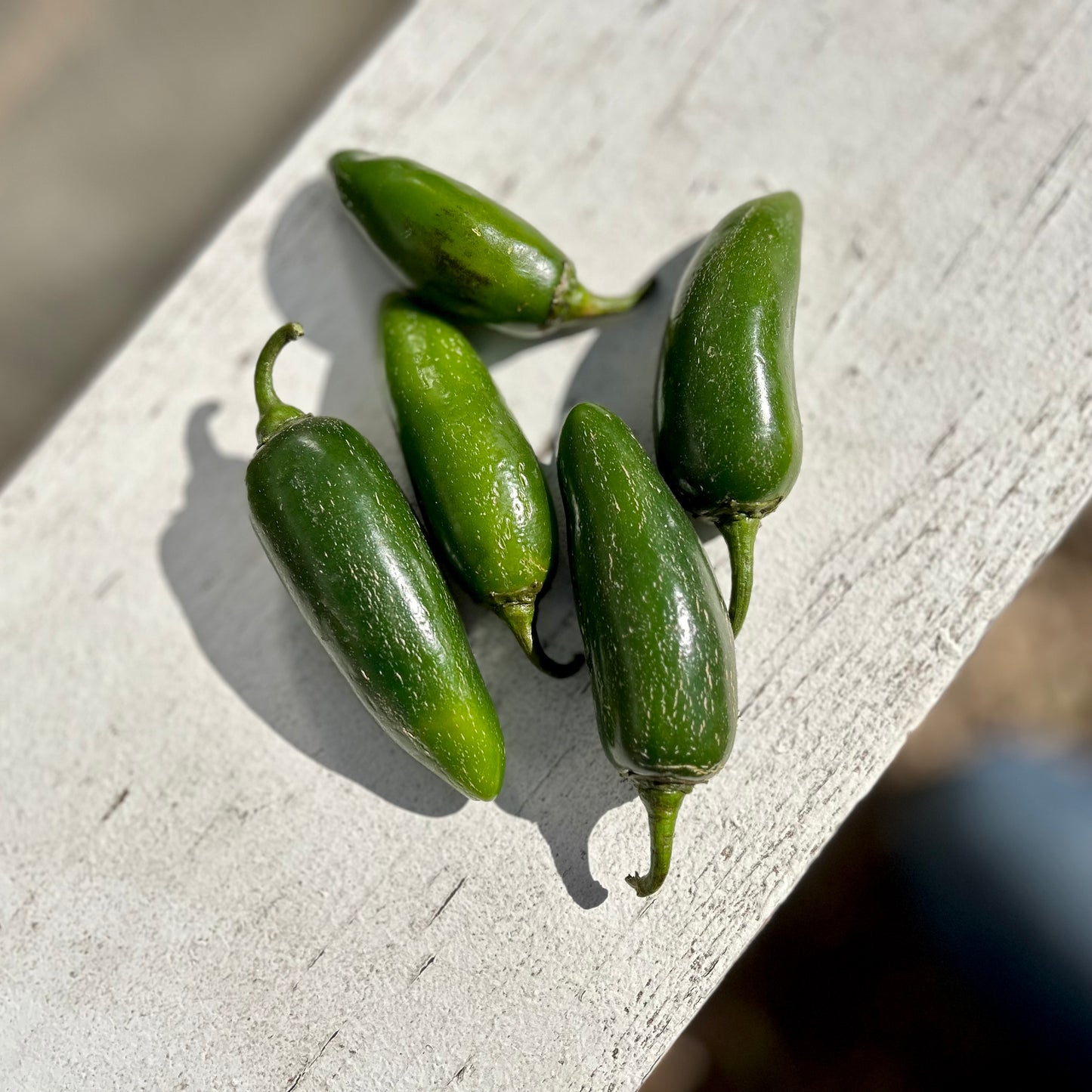 Jalapeños used in the Silver Leaf Farms Fermented Jalapeño Hot Sauce