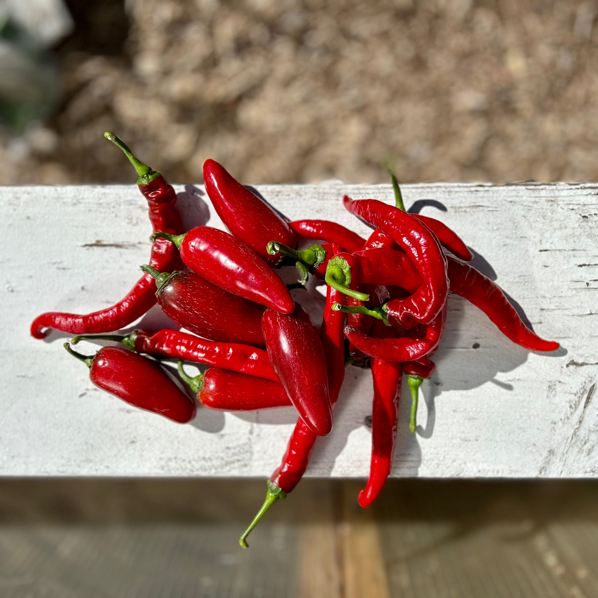 Red Jalapeños used in the Silver Leaf Farms Red Jalapeño Fermented Hot Sauce