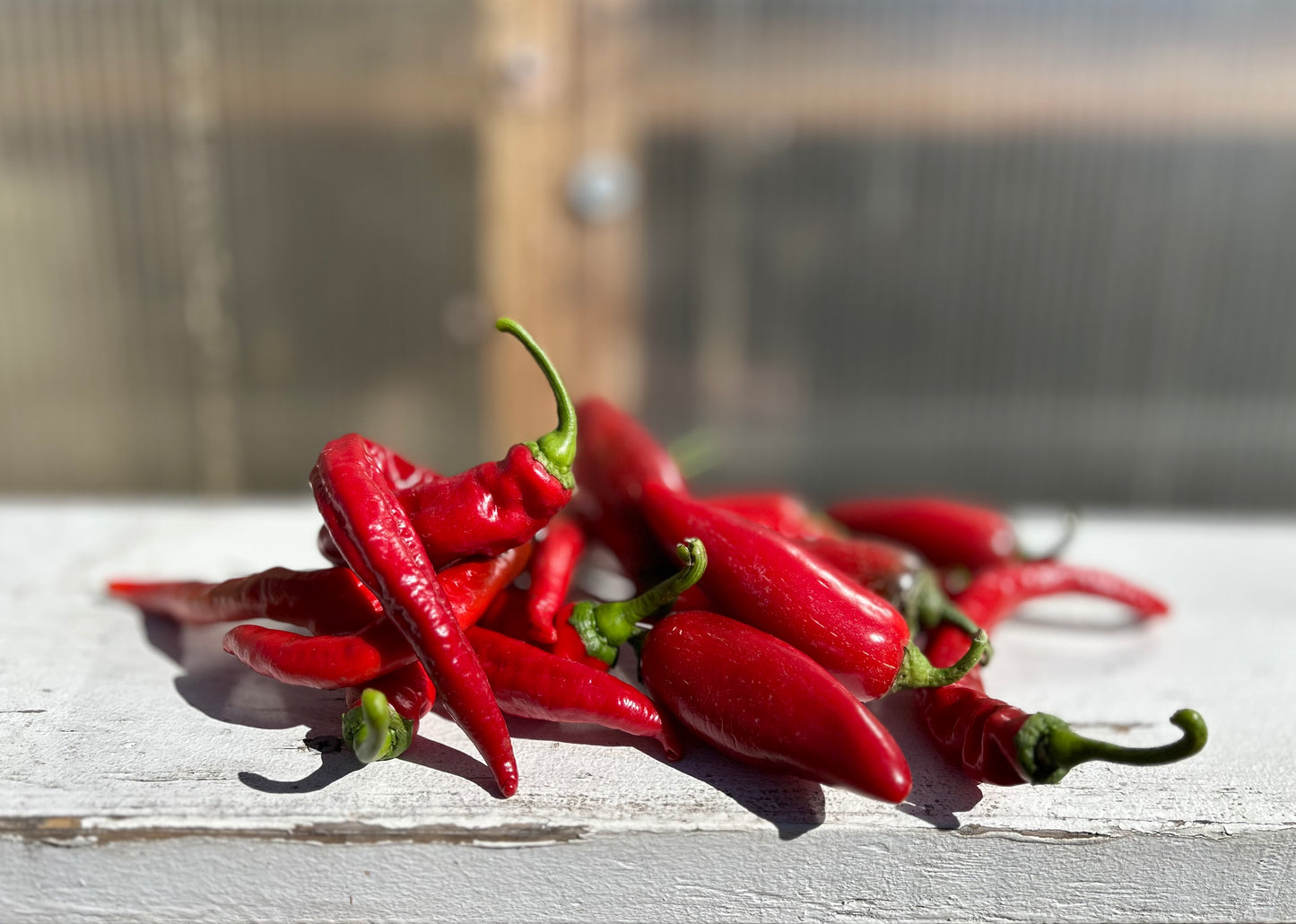 Cayenne peppers on display from Silver Leaf Farms