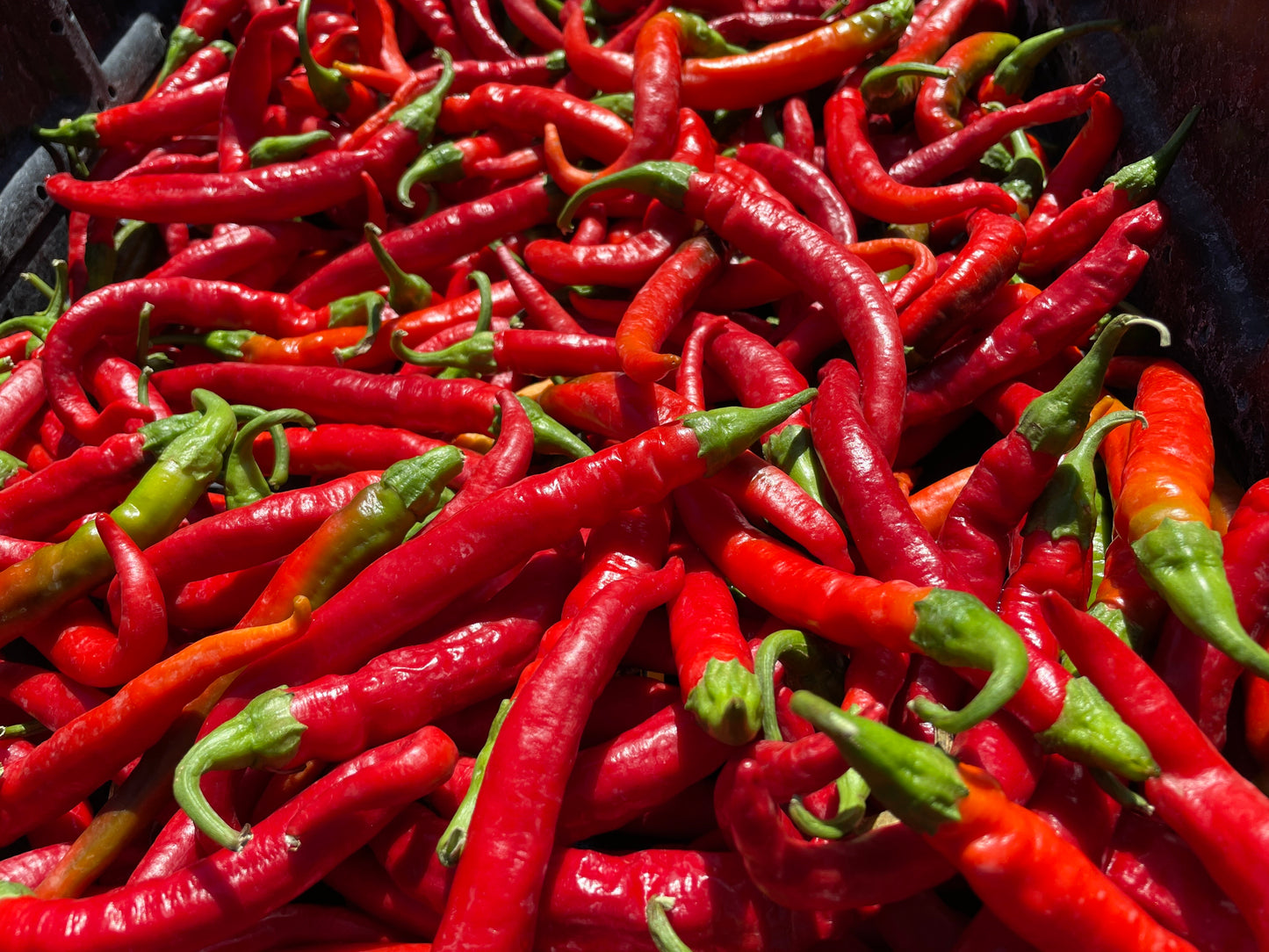 Hot Peppers