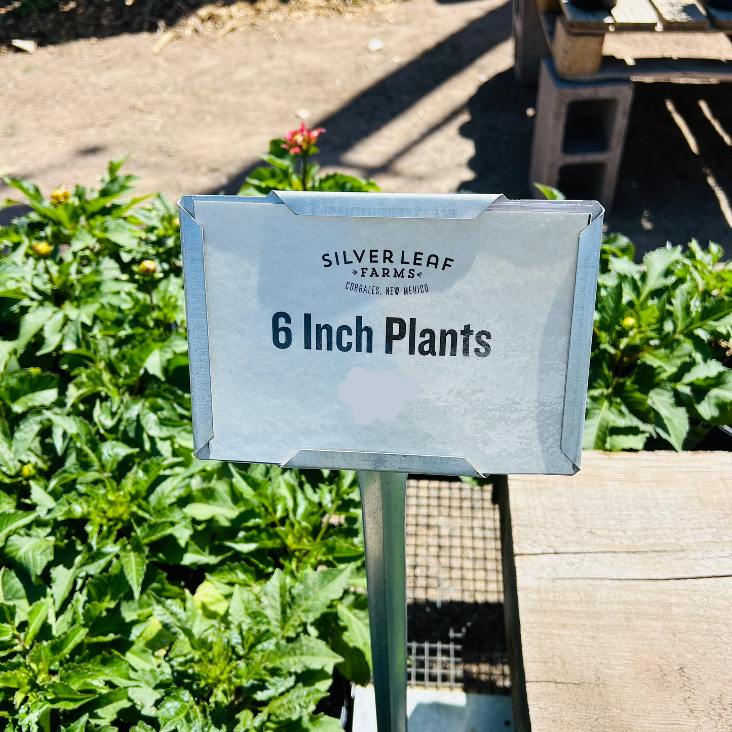 6 inch Plant Start