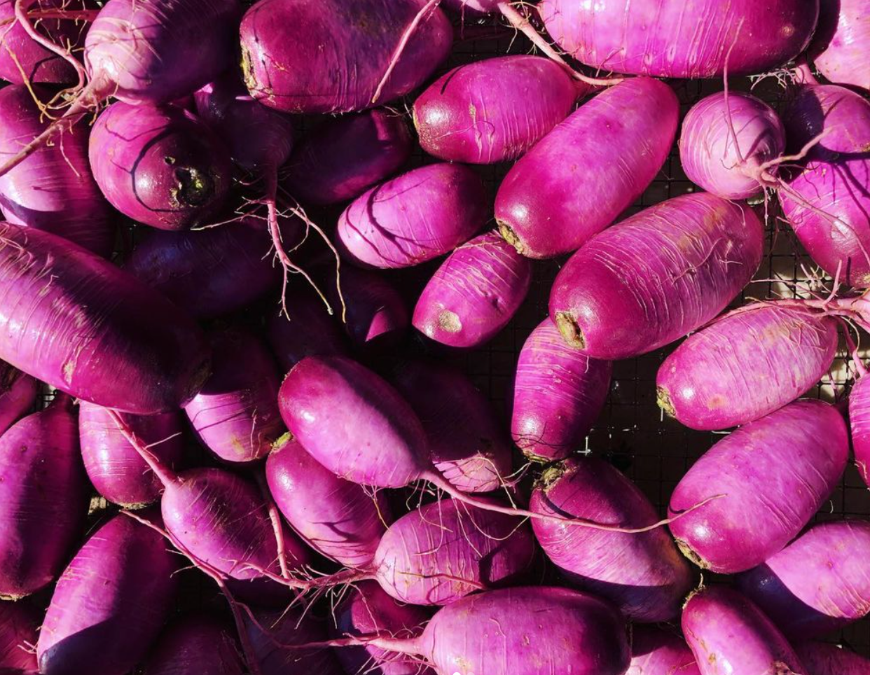 Purple Daikon