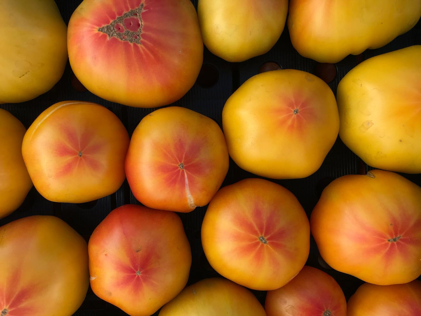 Tomatoes