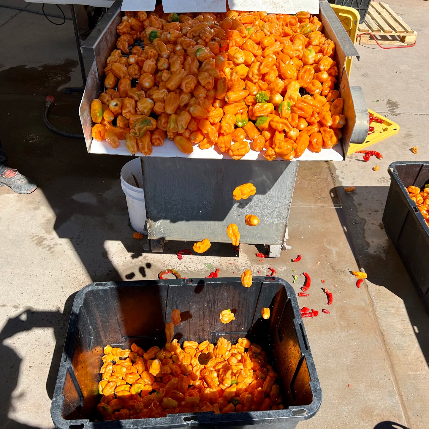Habanero peppers being prepared for hot sauce production at Silver Leaf Farms