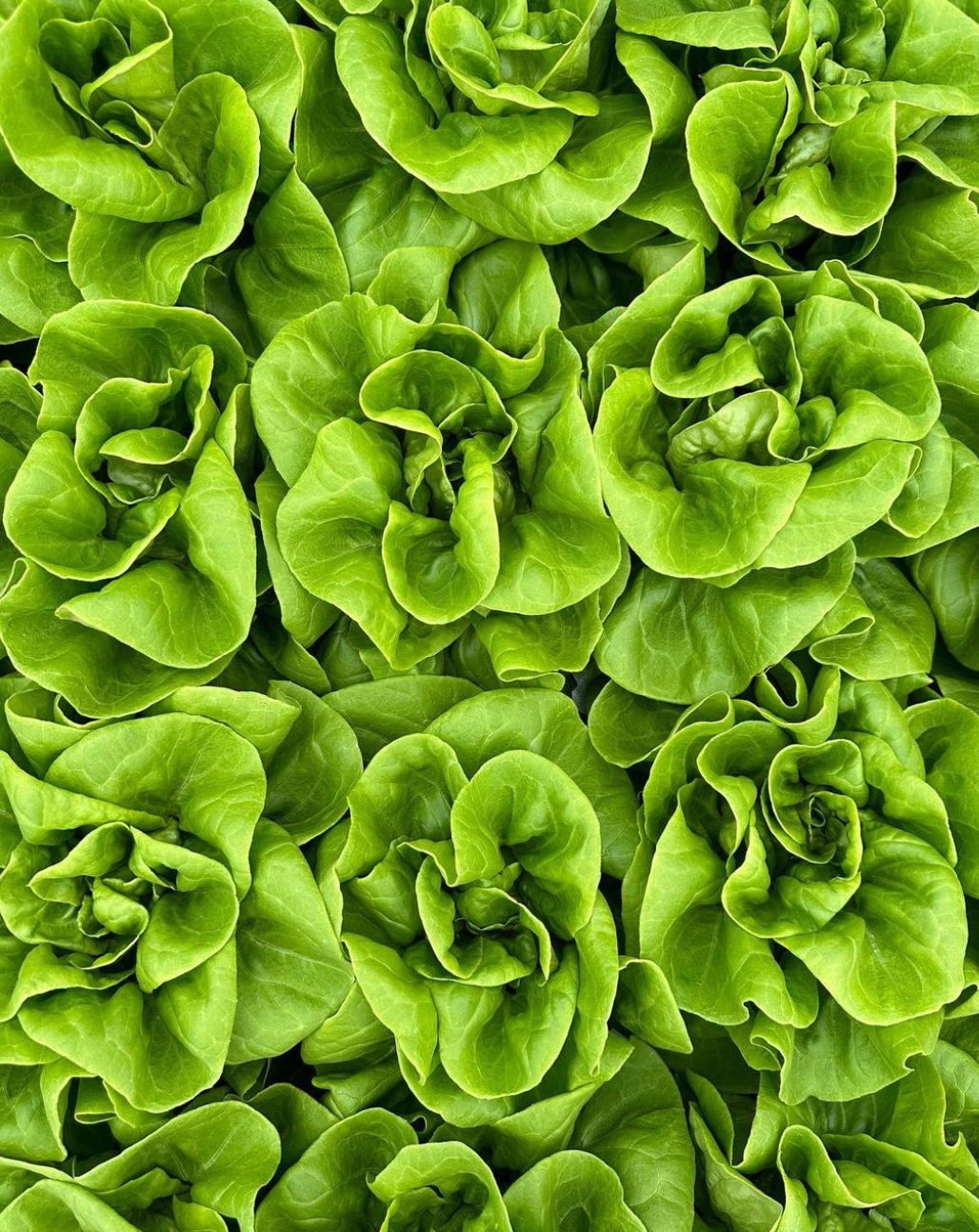 Lettuce